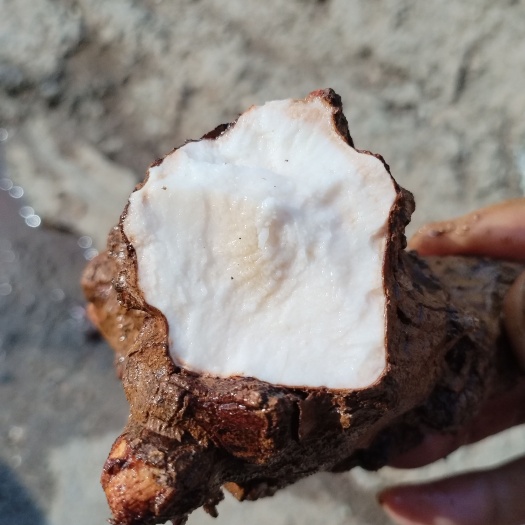 龙里县靓货土茯苓白肉粉质 煲汤清甜无苦味产地直销