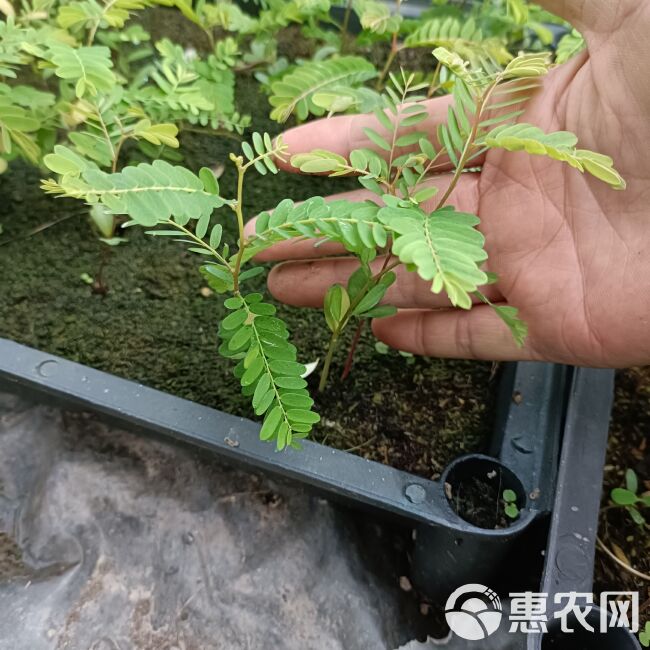 余甘果苗油甘果牛甘果庭院水果苗