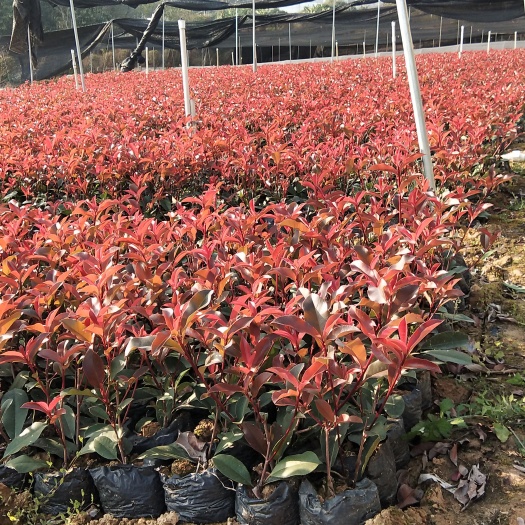 南宁红叶石楠大杯中杯