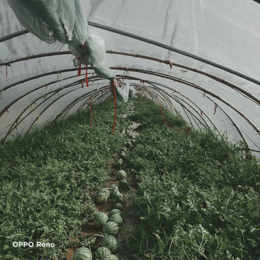 柘城县8424西瓜种植，无籽皮薄，头茬，非常甜