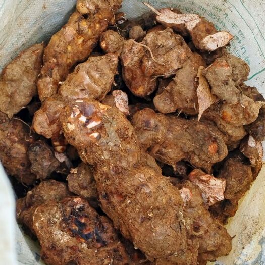 龙里县靓货土茯苓白肉粉质 煲汤清甜无苦味产地直销