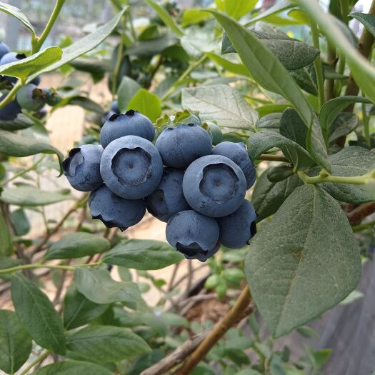 临沭县蓝莓鲜果