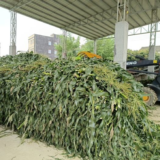 惠州2023年玉米秸秆青贮，直接打包发酵，质量保证，欢迎咨询