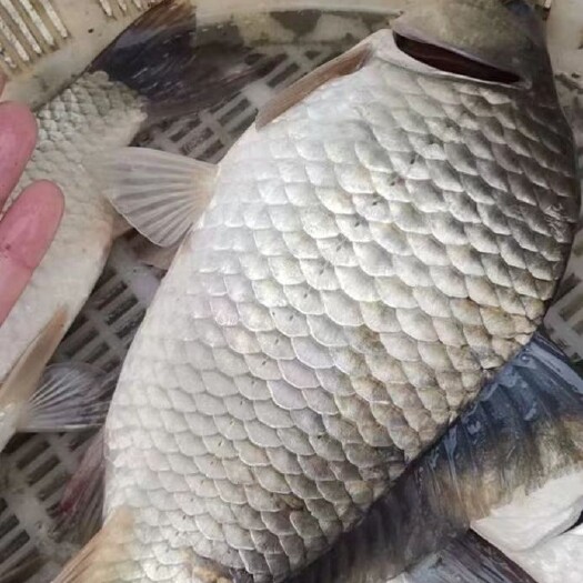 福州鲤鱼便宜批发价4元