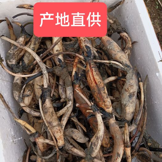 蕲春县太空莲36号莲藕种苗