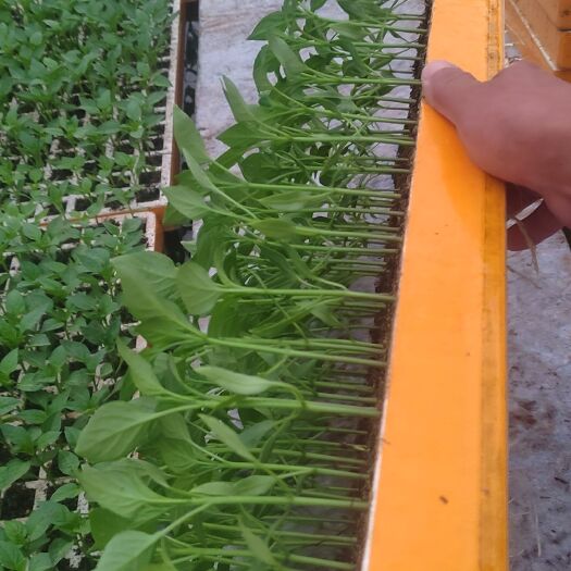 通海县各种蔬菜苗