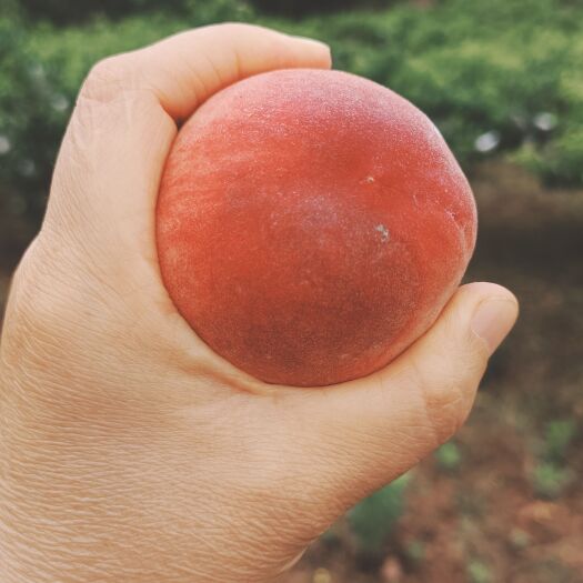 简阳市水果