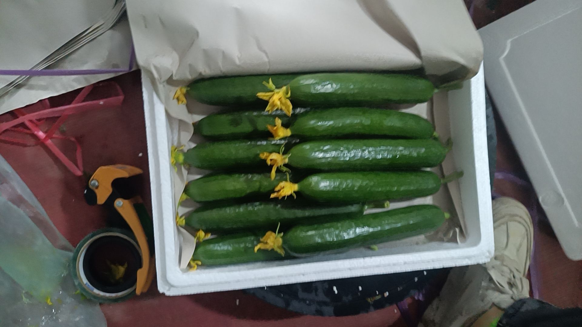 水果黄瓜荷兰小黄瓜小乳瓜现摘现发 承接社团整车配货 一件代发