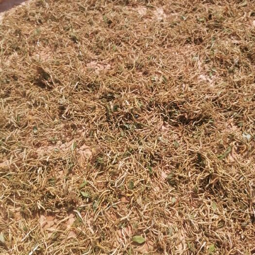 远安县纯花苞野生金银花