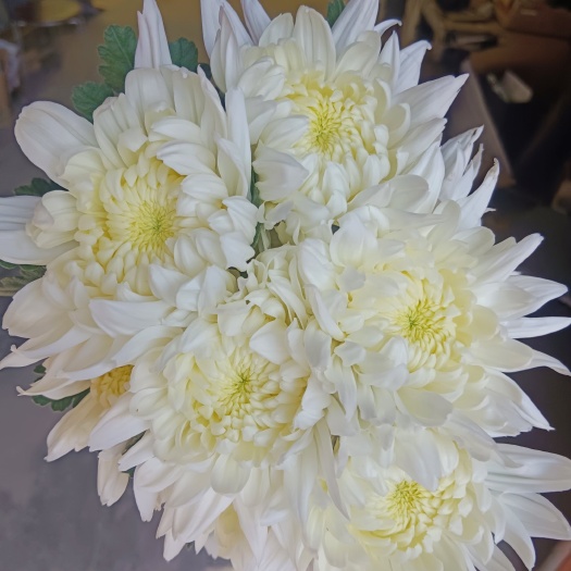 新沂市大头幽香 要的联系