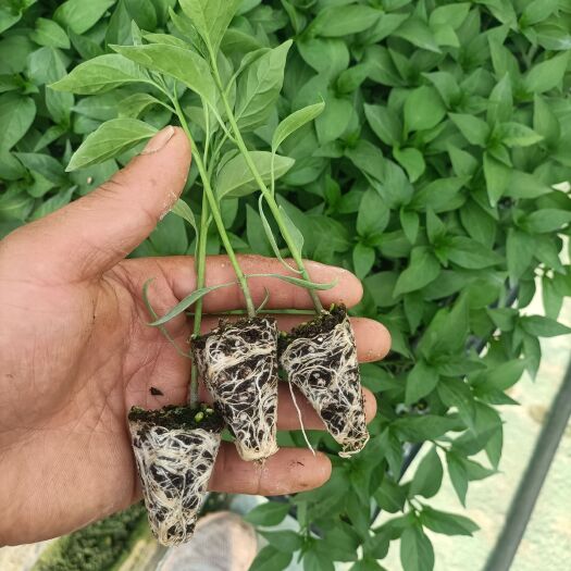 通海县蔬菜苗
