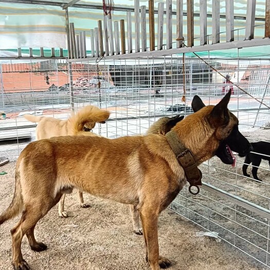 遂溪县马犬：看家护院：易教：认主