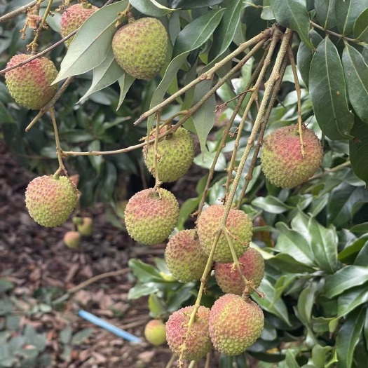 高州妃子笑荔枝代办代发