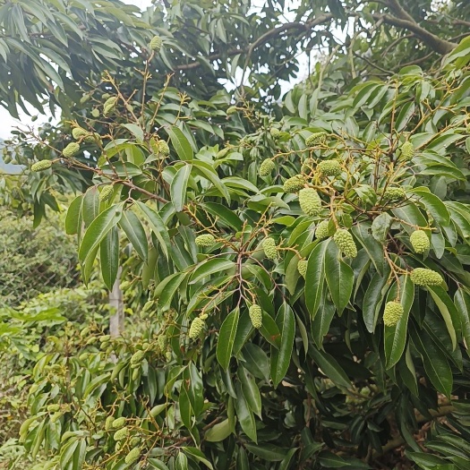 深圳南山荔枝批发