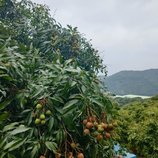 深圳深圳南山荔枝