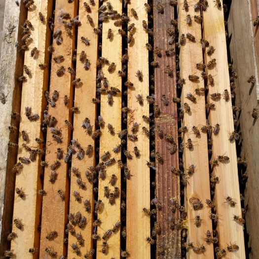 盘州市中华蜜蜂  六脾 带王 带箱