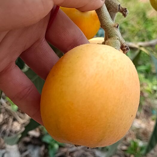 永善县枇杷
