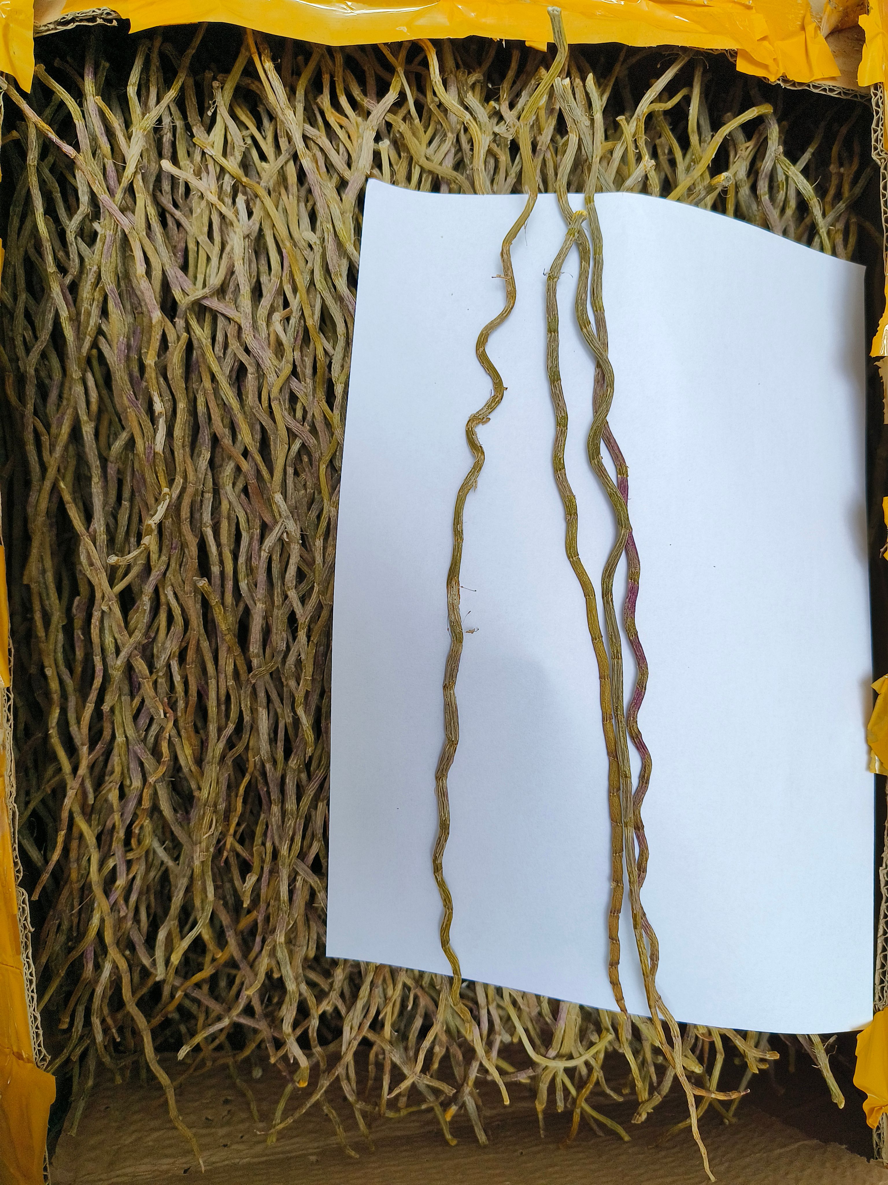 铁皮石斛  长粗条  石斛条 全化渣 胶质好