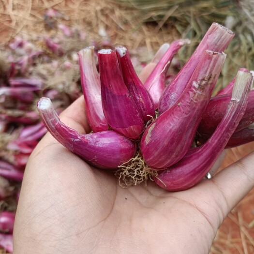 泸西县云南红葱头，半干，可种植，可熬油，一件代发，量大从优
