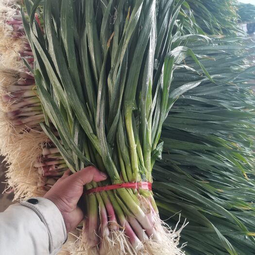 临洮县红根蒜苗