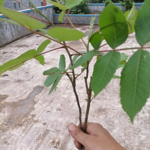 五倍子苗，盐肤木，倍子苗，批发包邮费