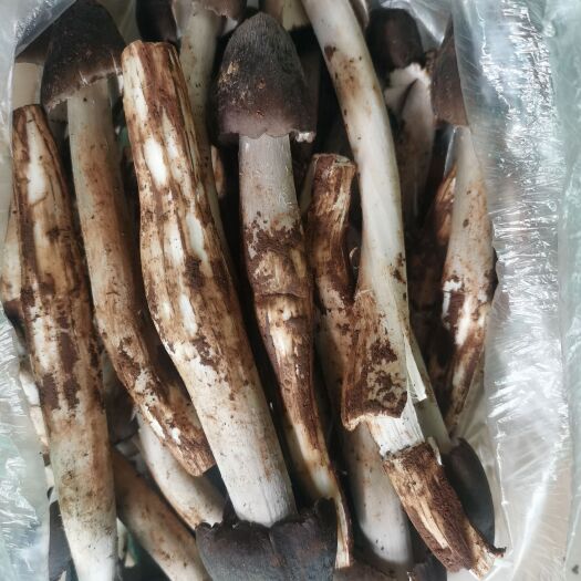 巍山县鸡枞菌