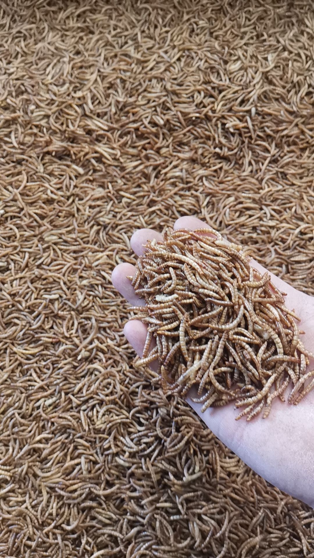 黄粉虫干品，面包虫干，