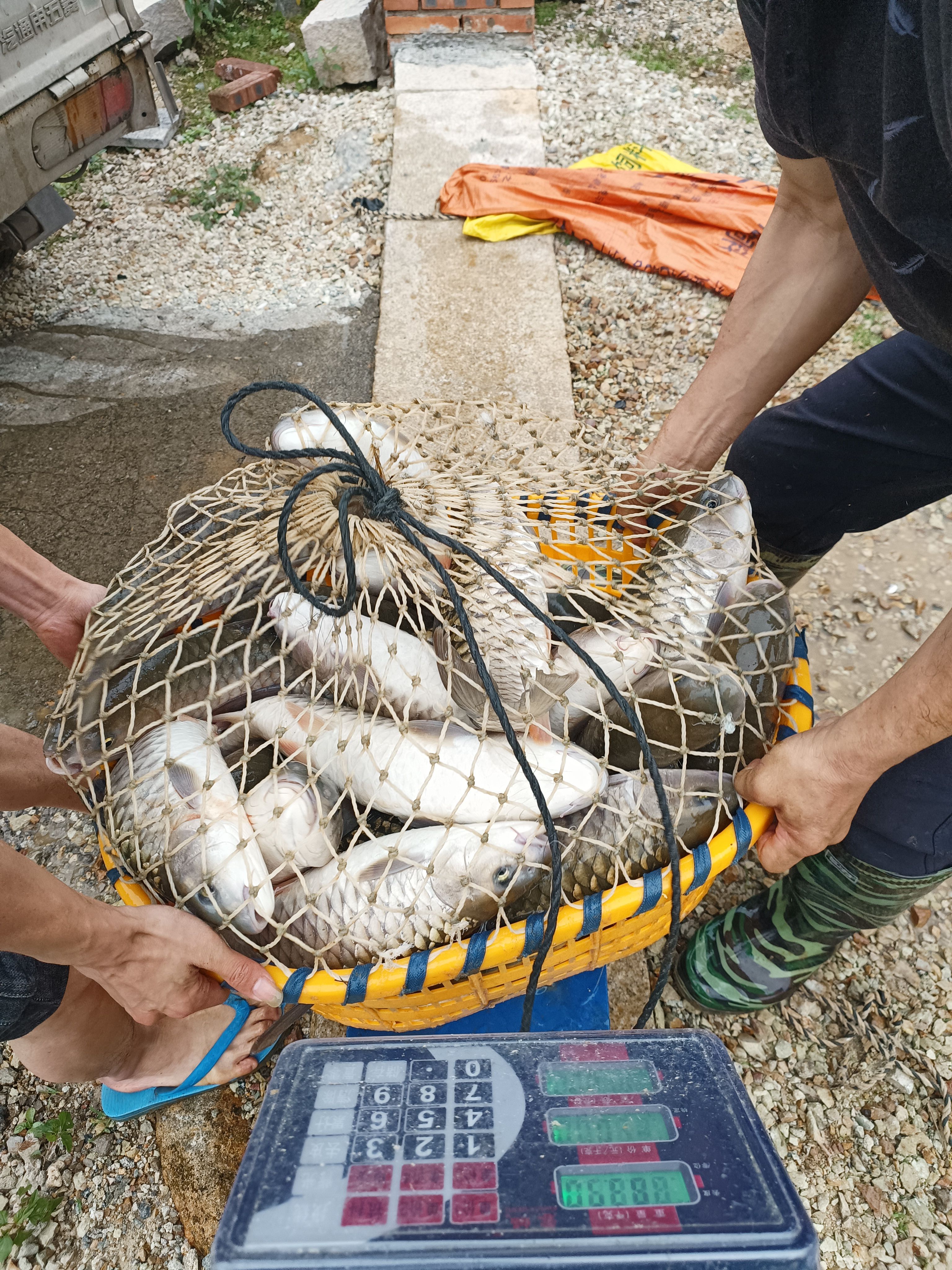 水库山泉水放养军鱼。