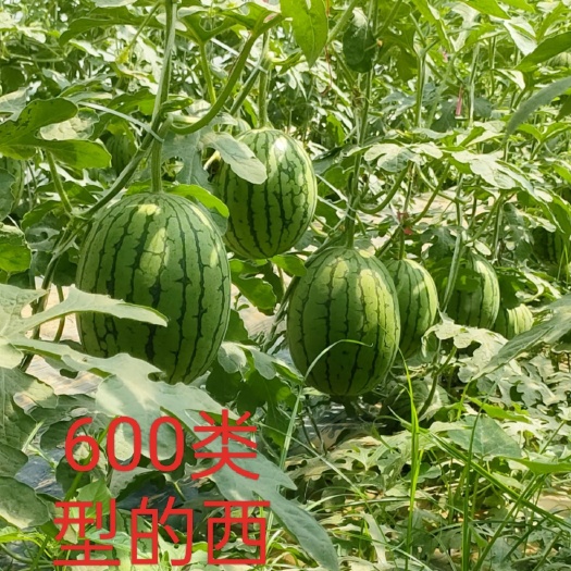 郑州西瓜种子 礼品西瓜种子600类型 果型大，