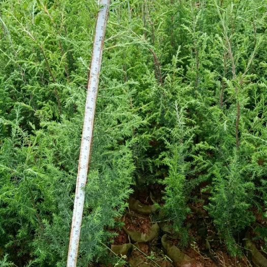 茶陵县柏树