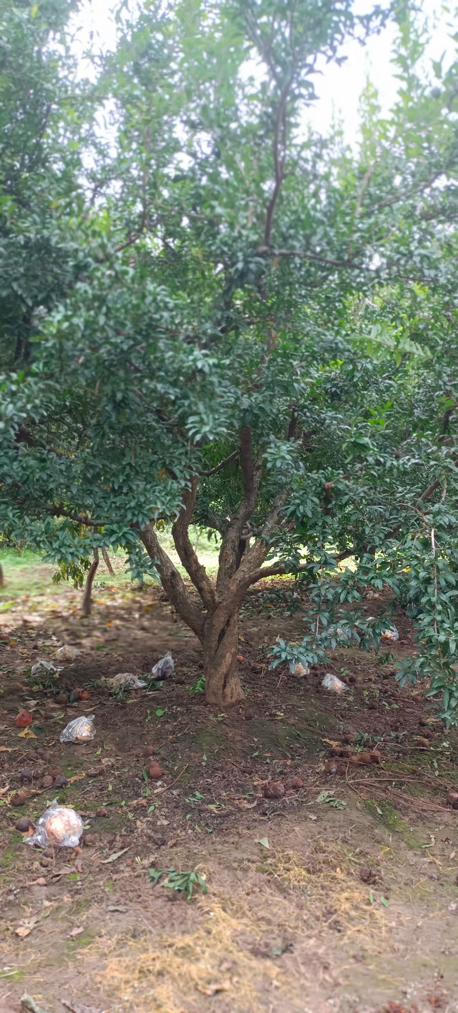 临潼石榴树，有着抗寒耐旱易成活等特点，果大皮薄汁液多