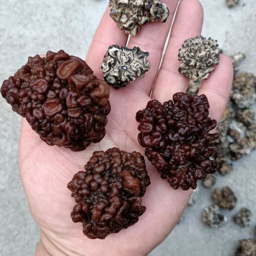 郑州猴脑菇，猴脑菌，核桃菌玛卡菌玛咖菌松花菌猴脑一手货源批发零售
