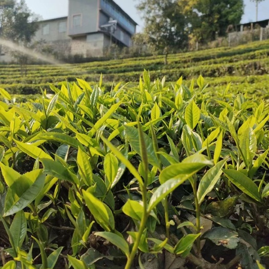 宁明县茶叶