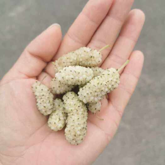 白桑椹