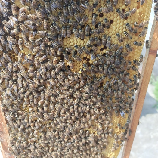 盘州市中华蜜蜂  四脾  带王  带箱