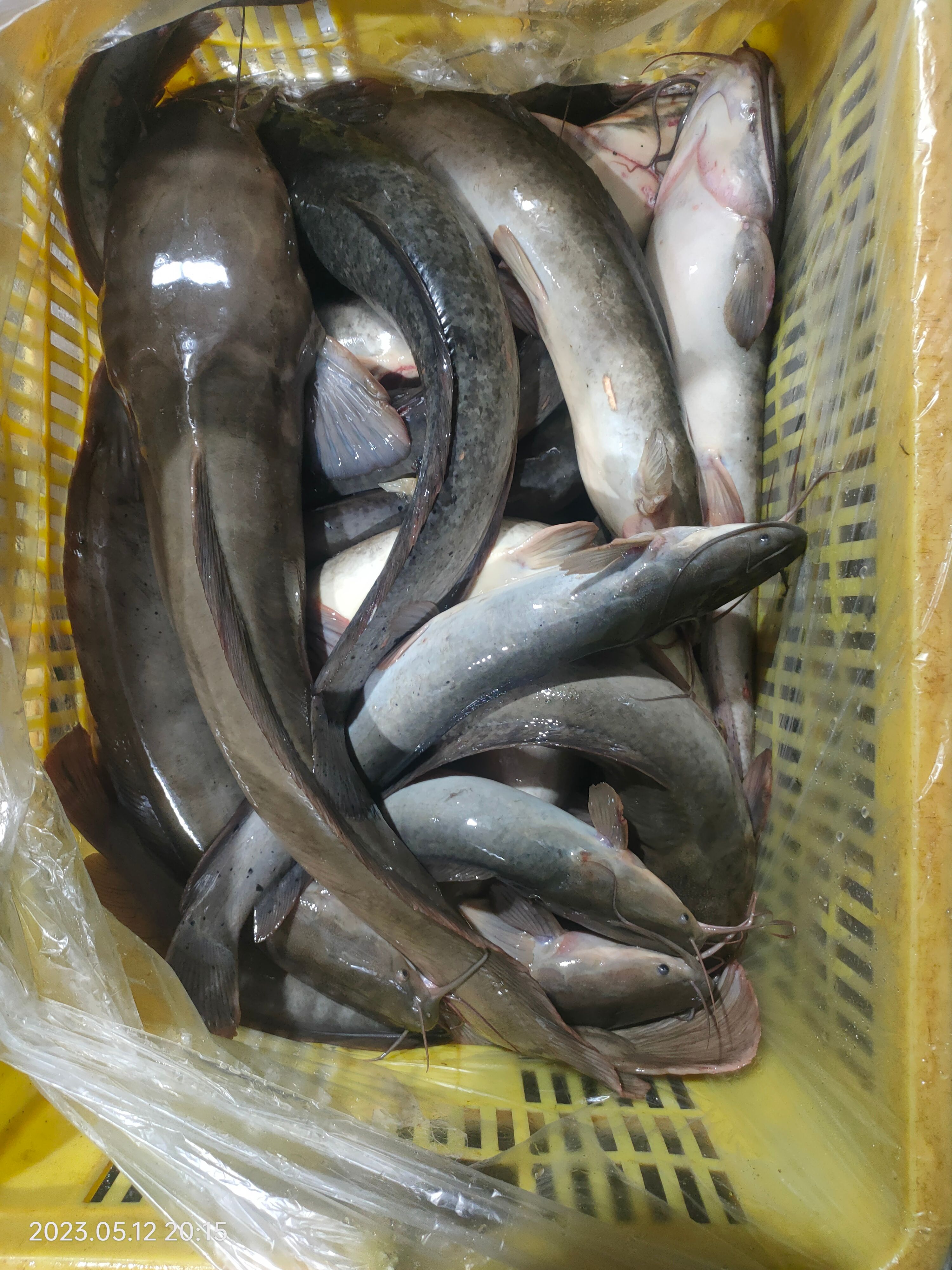 惠东县冷冻埃及鱼  可加工   冷冻原条  1.5斤~9斤