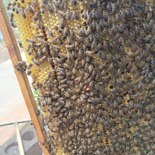 盘州市中华蜜蜂 二脾  带王  带箱