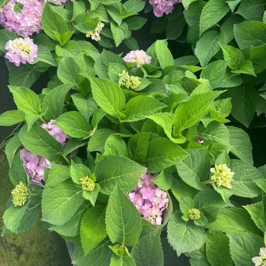 秀球盆花