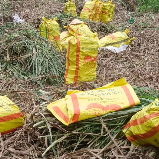罗城县甜象草种节苗每亩