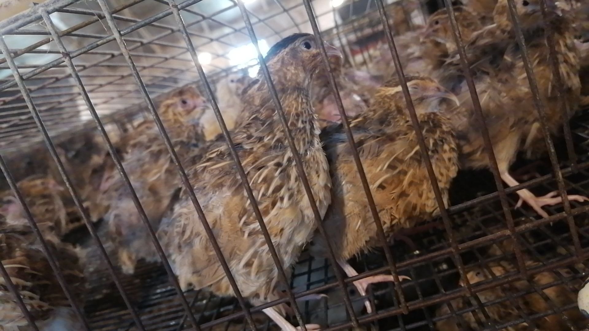 无抗养殖 鹌鹑变蛋