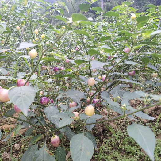 天等县新鲜的 七彩辣椒 灯笼椒