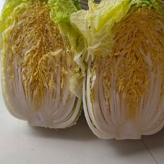 白菜种子黄心白菜种子春峰耐运输 耐储藏 耐抽苔
4.5.6斤