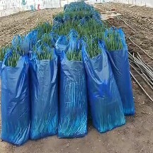 公主岭市精品香葱大量上市 价格合理  需要的老板可以下单了