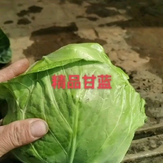 玉田县甘蓝中甘甘蓝