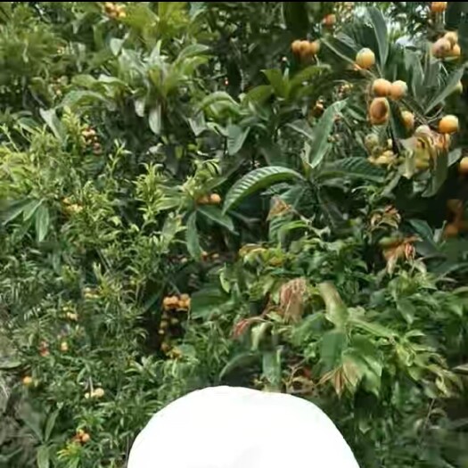 雷波县应季水果，云南的大五星枇杷，皮薄肉厚，香甜可口，入口即化