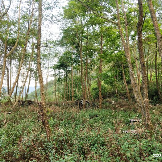 云南天然野生土蜂蜜