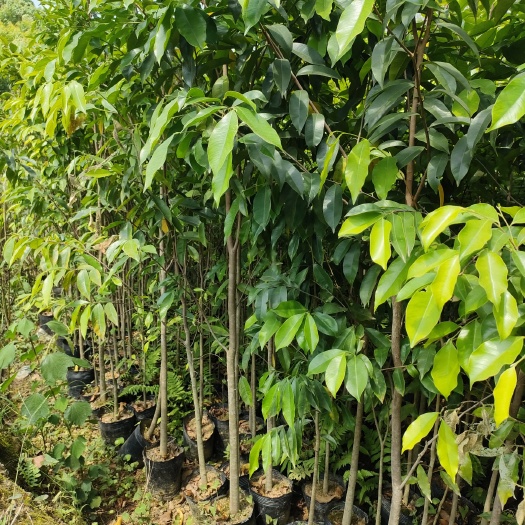 灵山县沉香树苗
