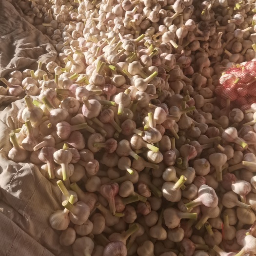 商丘河南商丘精品大蒜毛蒜大量供应代发全国各地质量保证