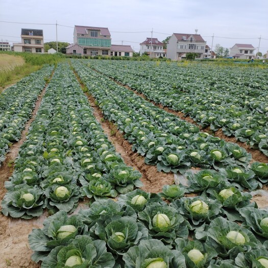 启东市包菜刚上市大量现货