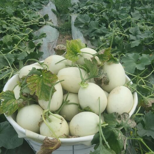 颍上县农友玉菇